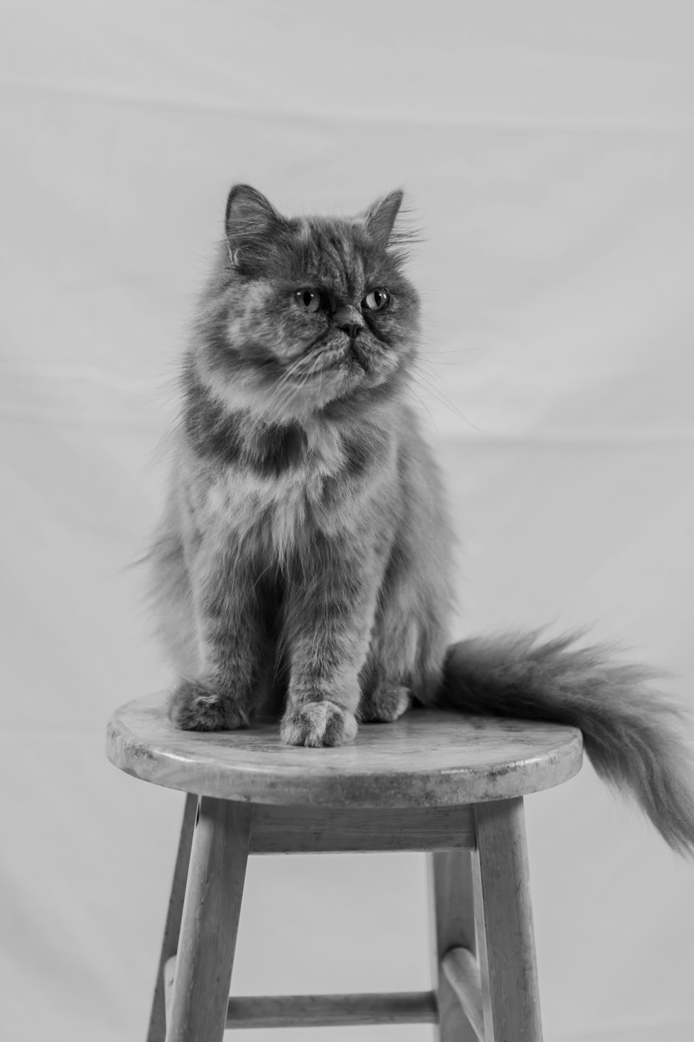 a cat sitting on top of a wooden stool