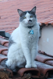 A white and gray cat with a black spot on its face is sitting on red, curved roof tiles. The cat is wearing a collar with an ID tag shaped like a bone. The background consists of similarly colored roof tiles and a portion of a building wall.