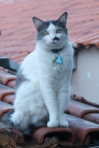 A white and gray cat with a black spot on its face is sitting on red, curved roof tiles. The cat is wearing a collar with an ID tag shaped like a bone. The background consists of similarly colored roof tiles and a portion of a building wall.