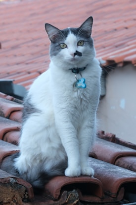 A white and gray cat with a black spot on its face is sitting on red, curved roof tiles. The cat is wearing a collar with an ID tag shaped like a bone. The background consists of similarly colored roof tiles and a portion of a building wall.