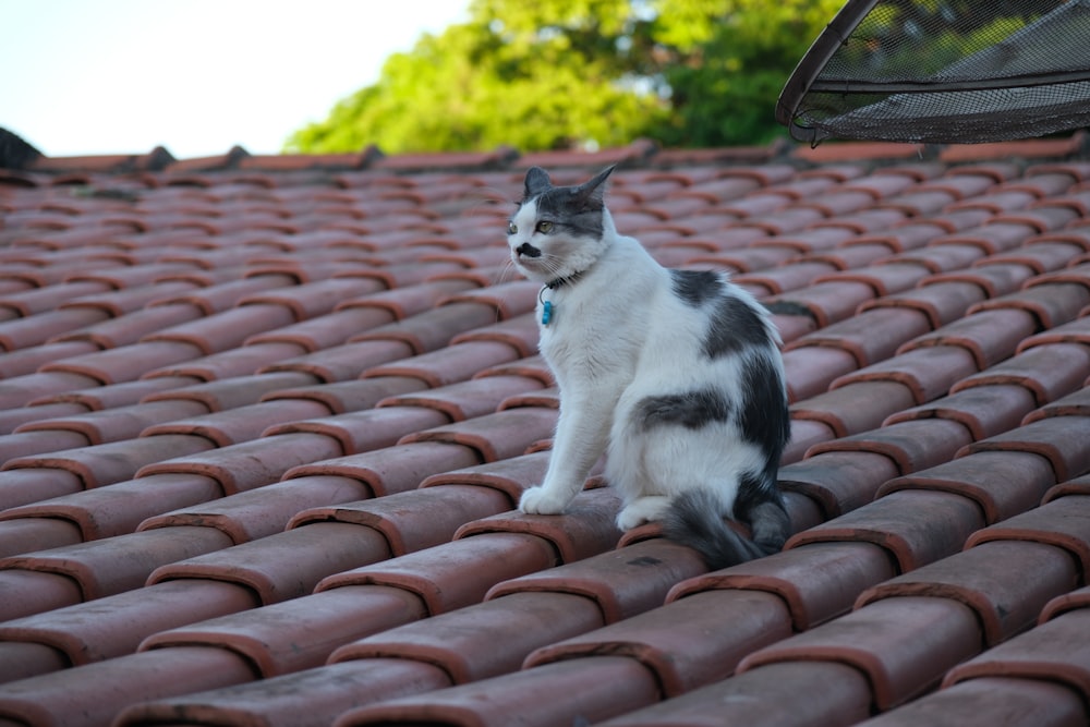 a black and white cat sitting on top of a roof