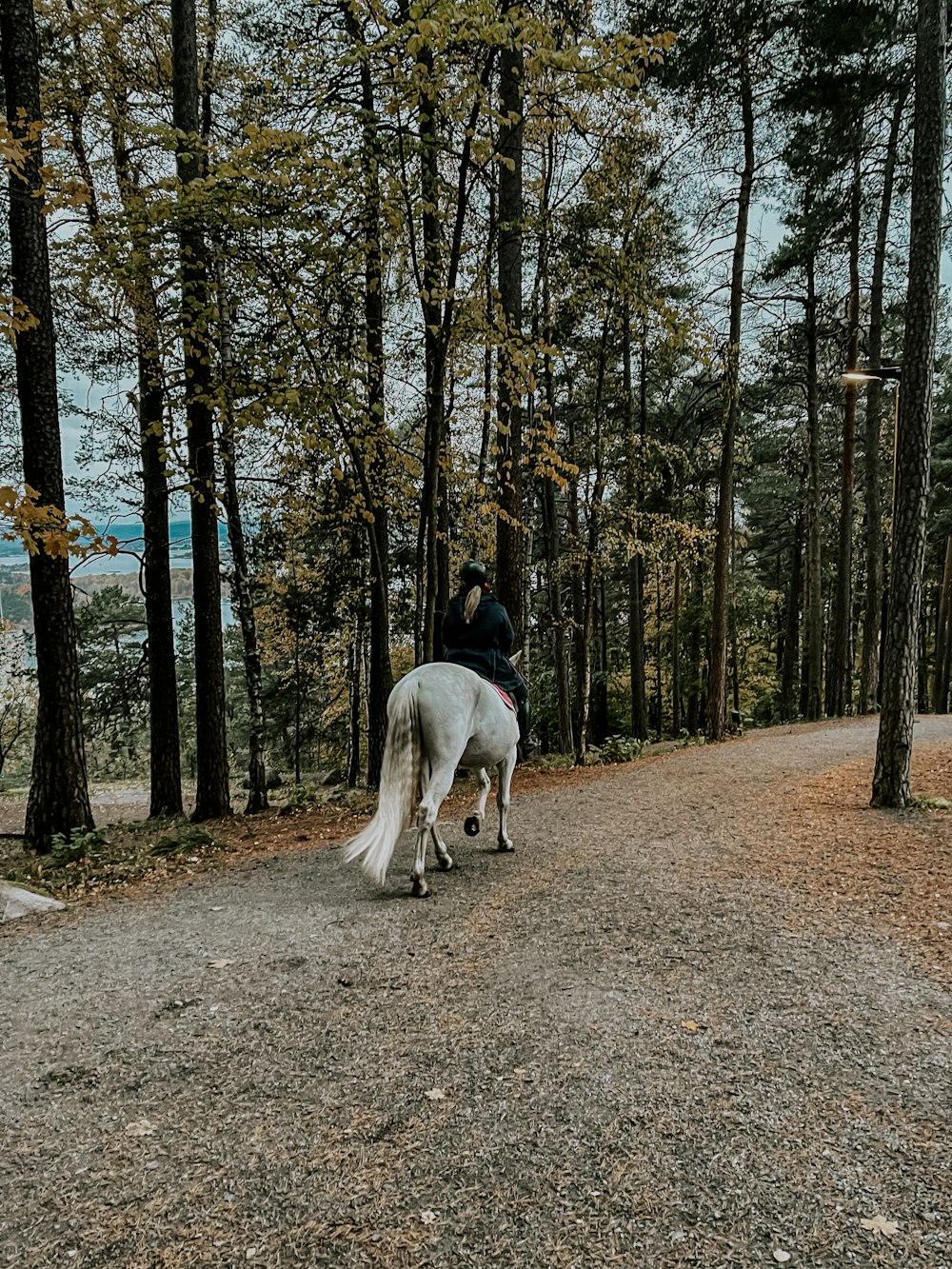 a person riding a horse on a path in the woods