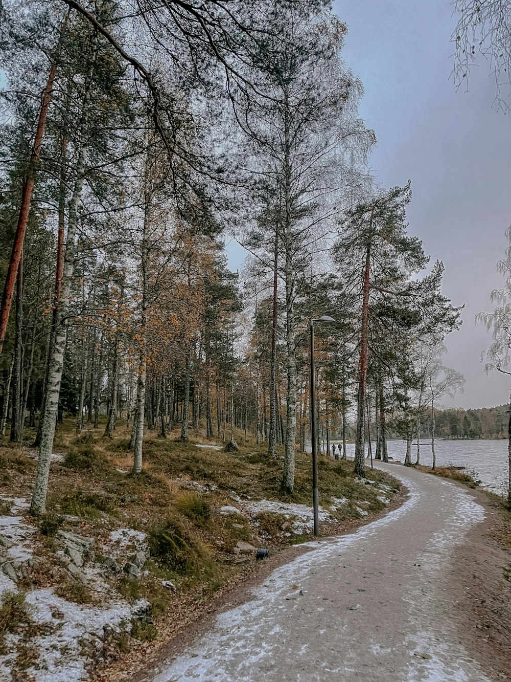 a path in the middle of a snowy forest