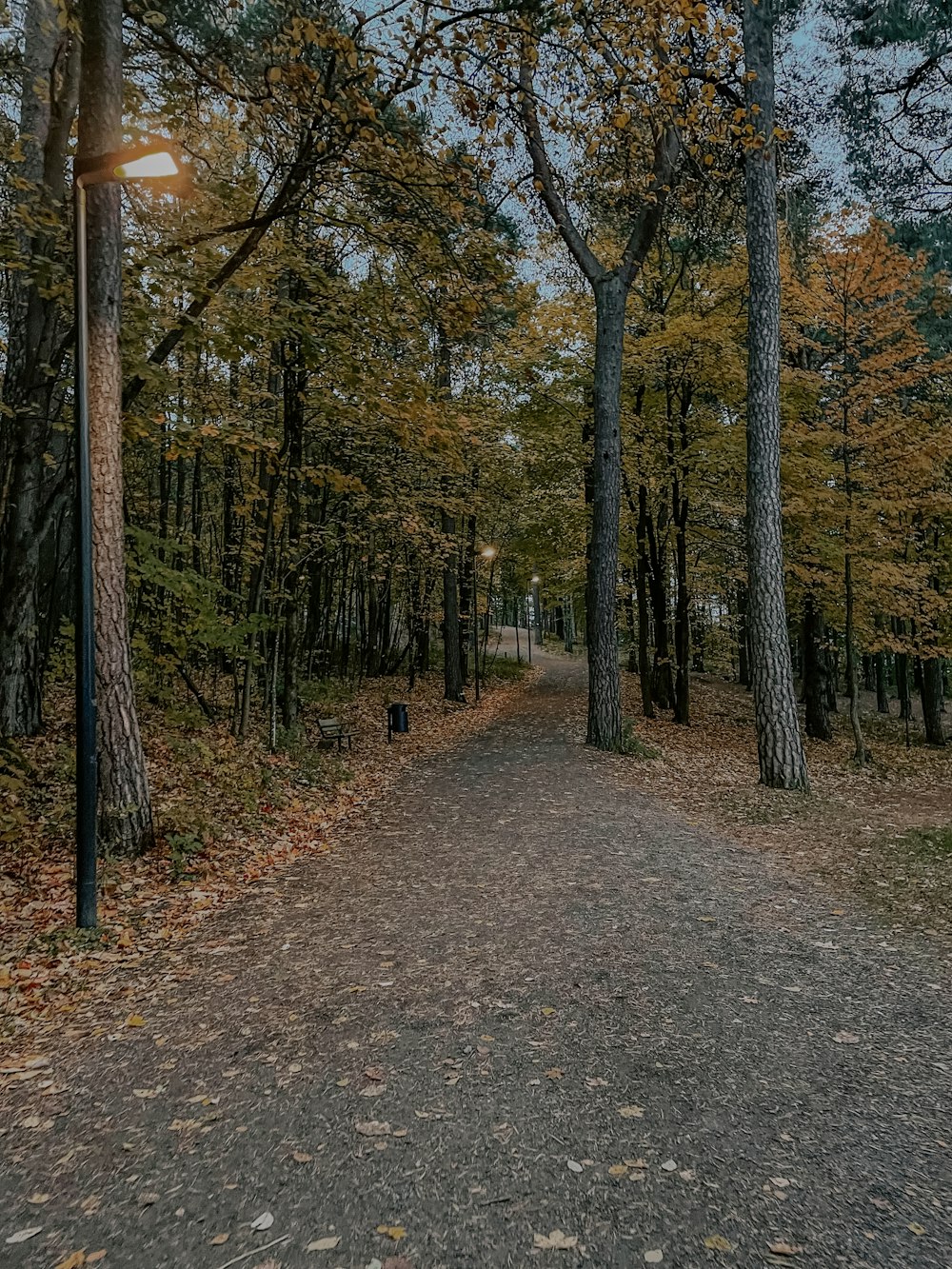 a path in the middle of a wooded area