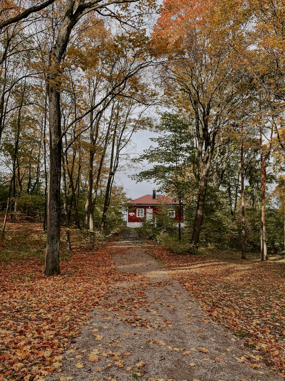 a path in the middle of a forest with leaves on the ground