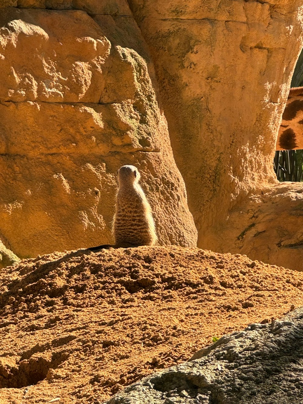 a small animal standing on top of a pile of dirt