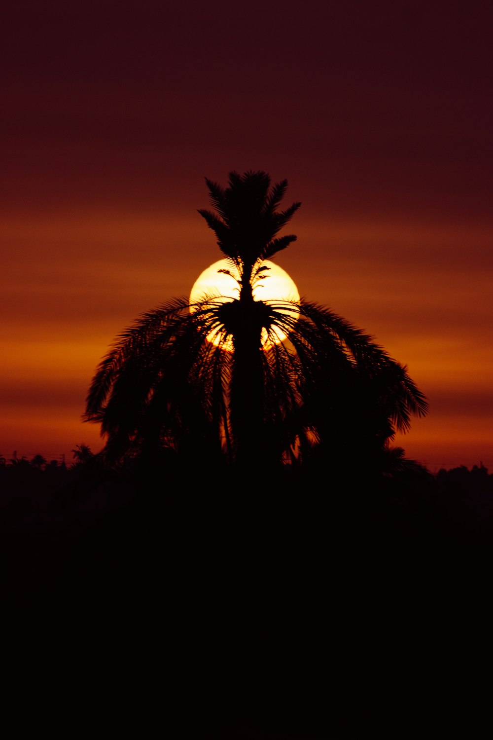 el sol se está poniendo detrás de una palmera