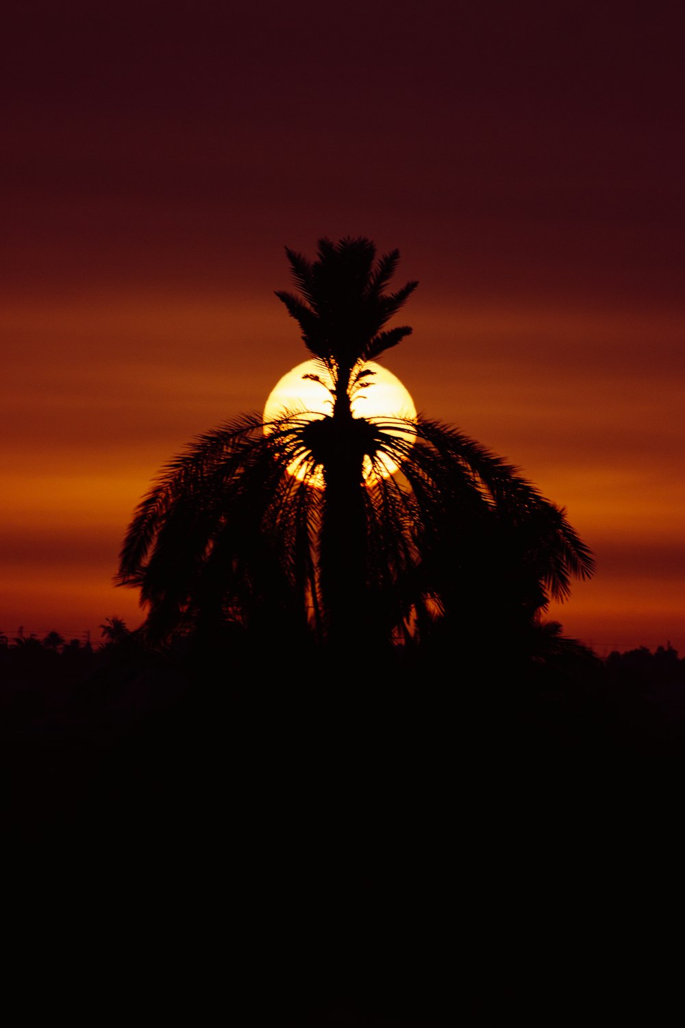 the sun is setting behind a palm tree