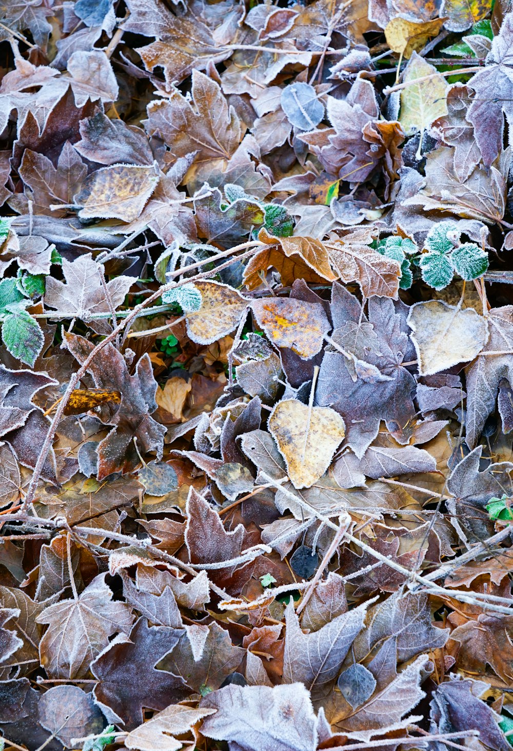 a bunch of leaves that are on the ground