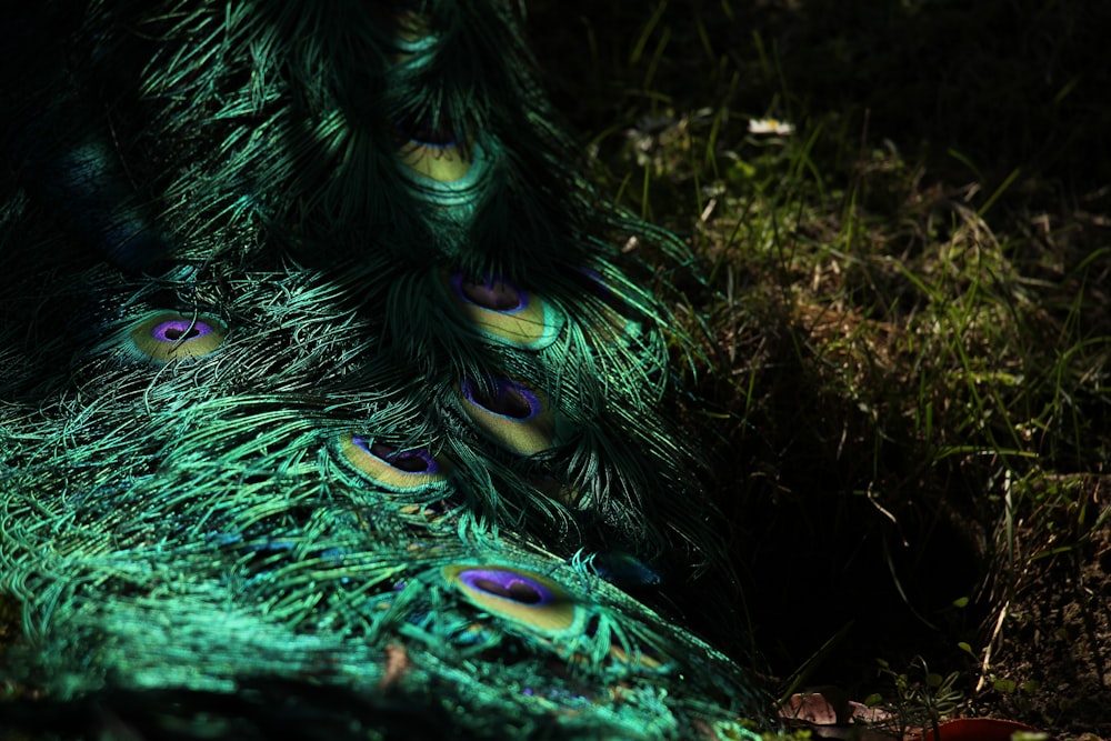 a close up of a peacock's feathers on the ground