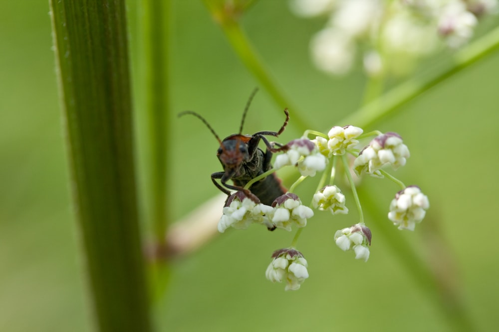 a close up of a bug on a flower