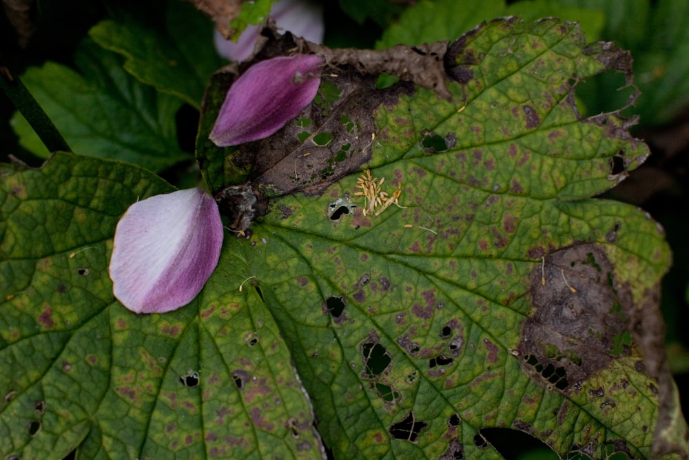 a close up of a purple flower on a green leaf