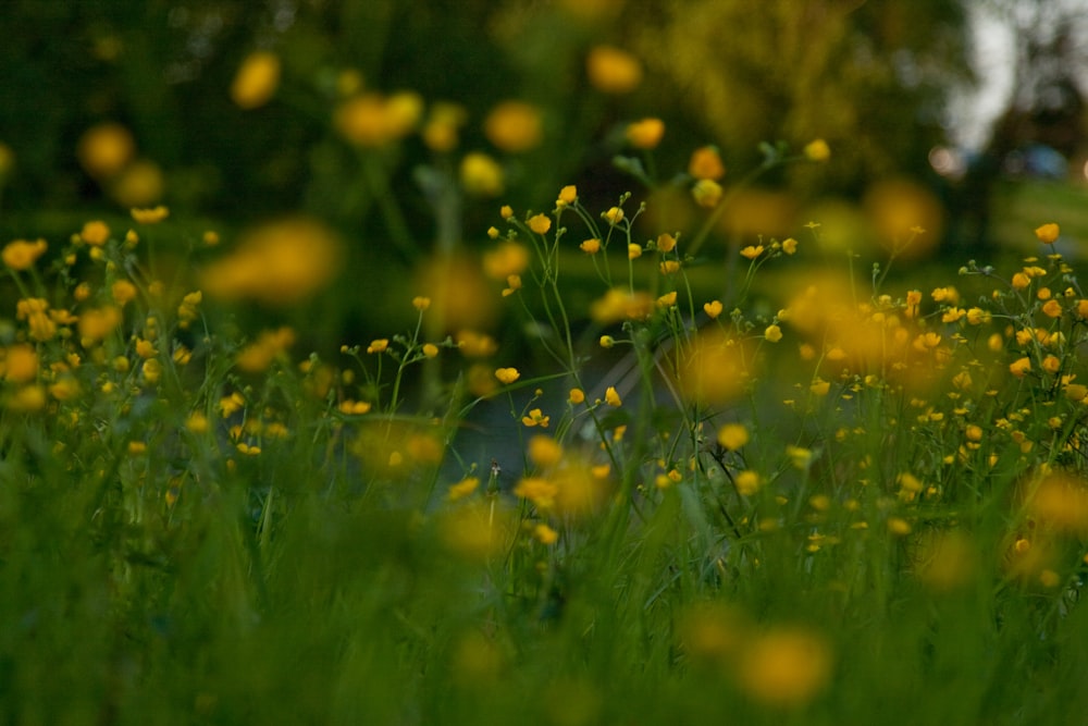 a field full of yellow flowers next to a forest