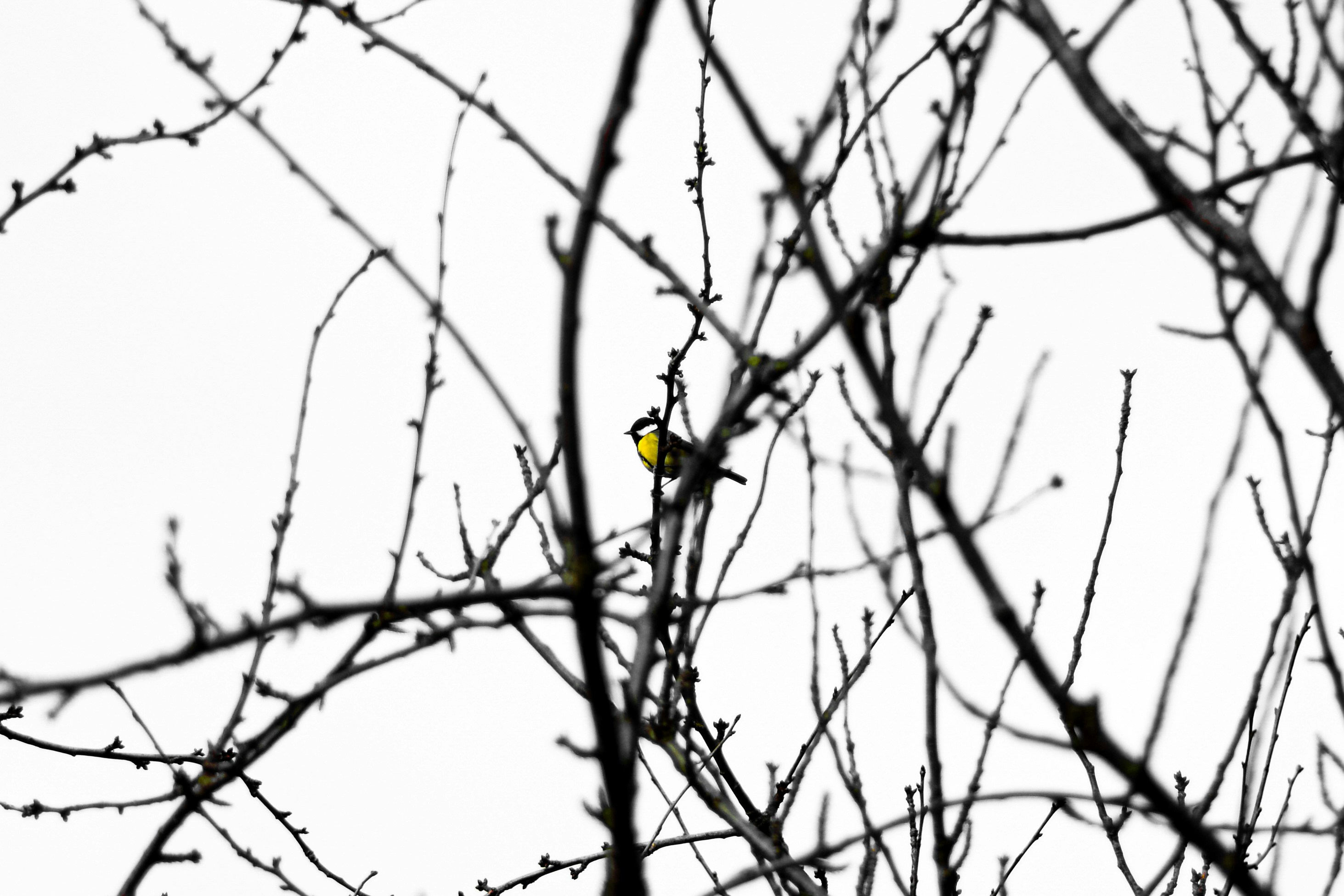 Photo by shatrro