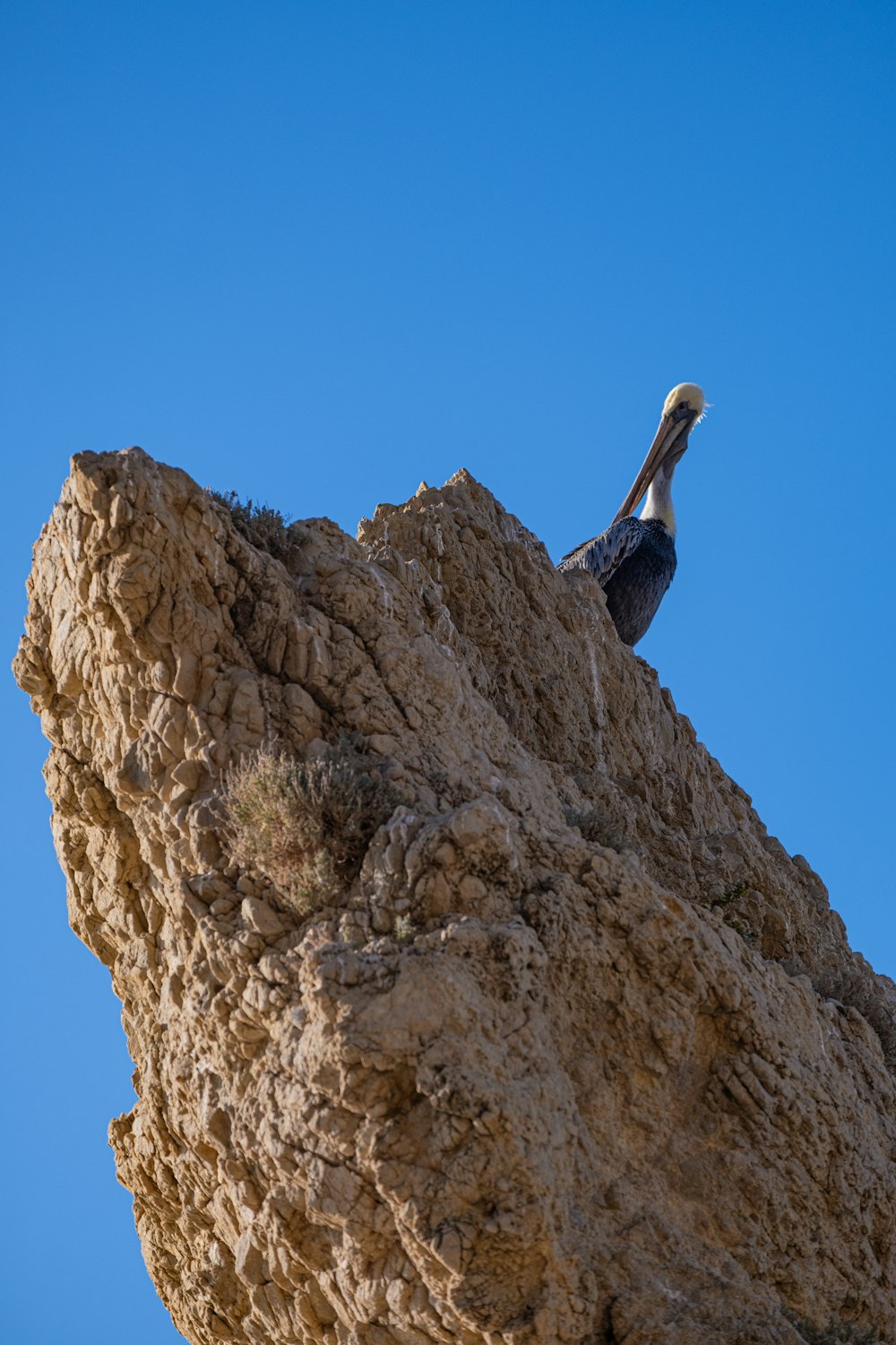 um pássaro sentado em cima de uma grande rocha
