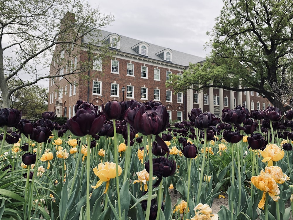 a field of purple and yellow tulips in front of a brick building