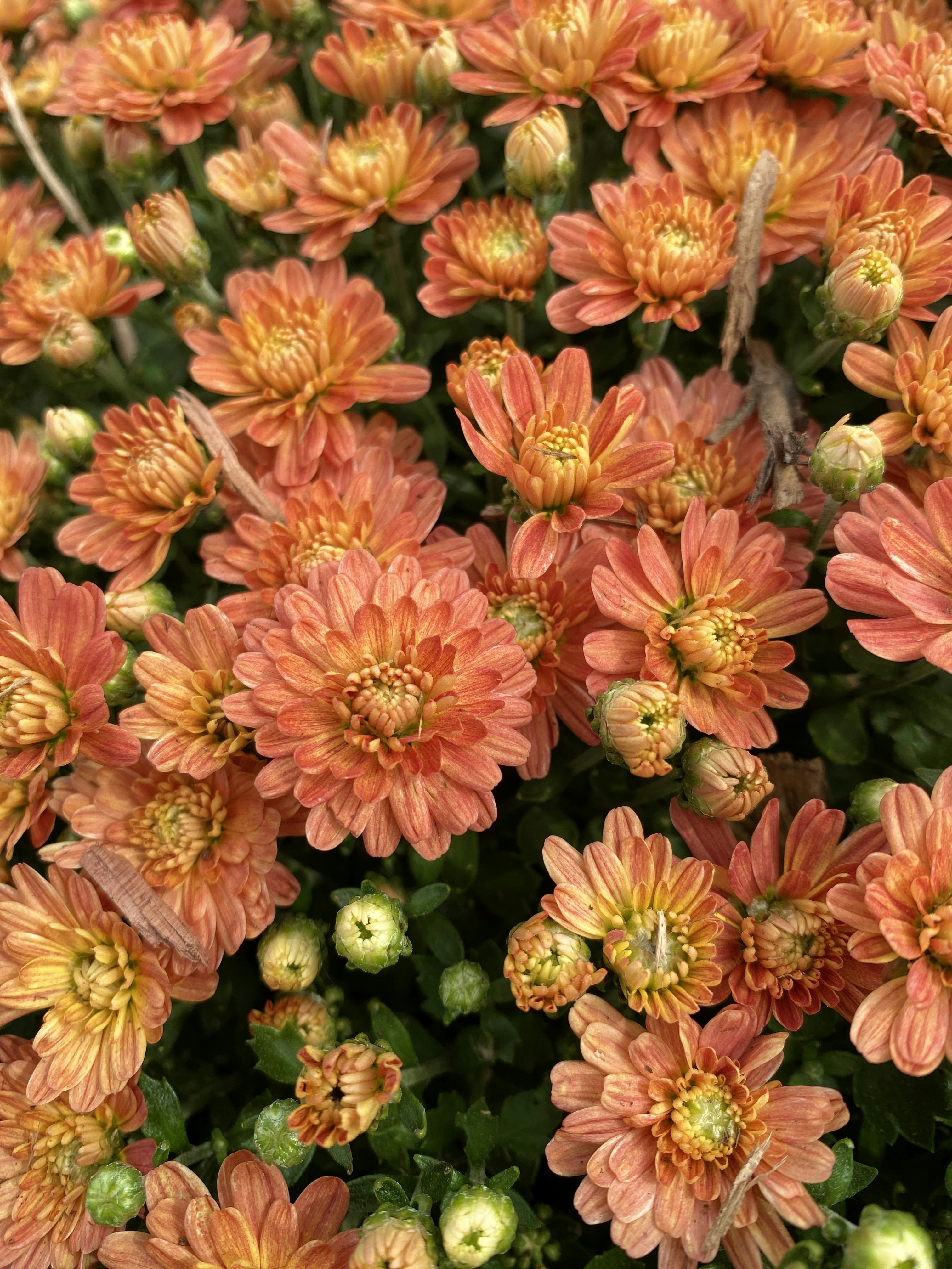 Photo by americanjael