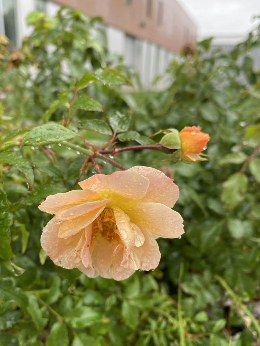 a close up of a flower on a plant