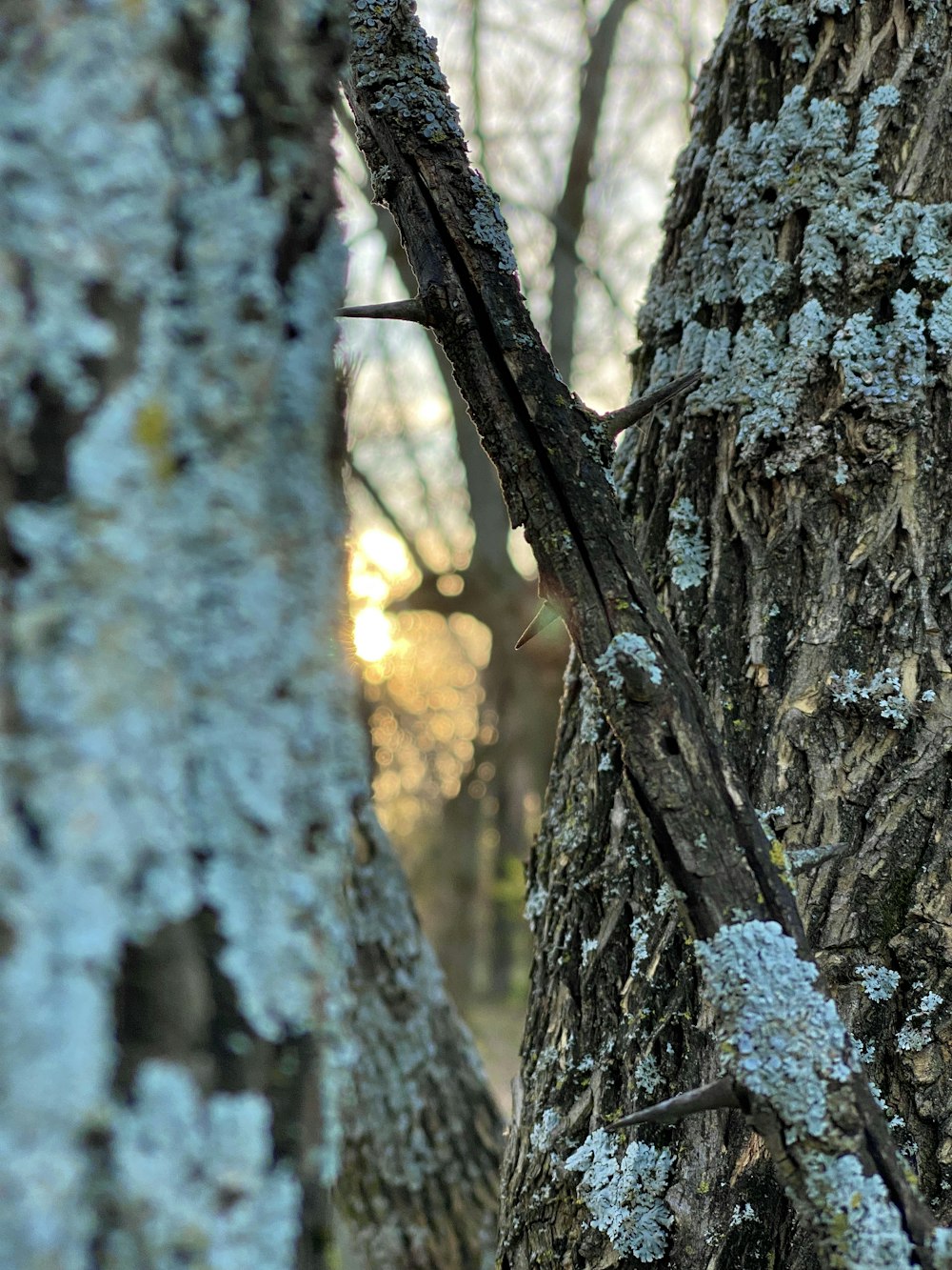 a close up of a tree with lichen on it