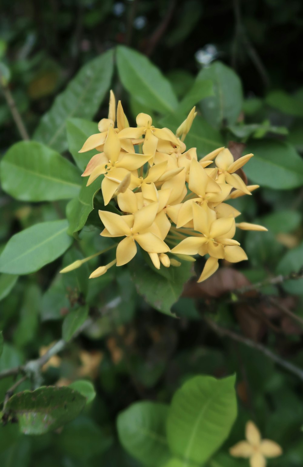 a close up of a yellow flower on a tree