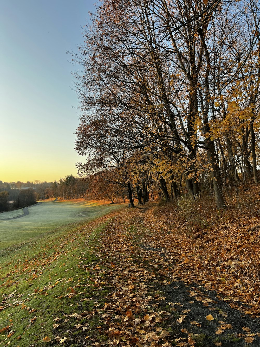 a dirt road surrounded by leaf covered trees