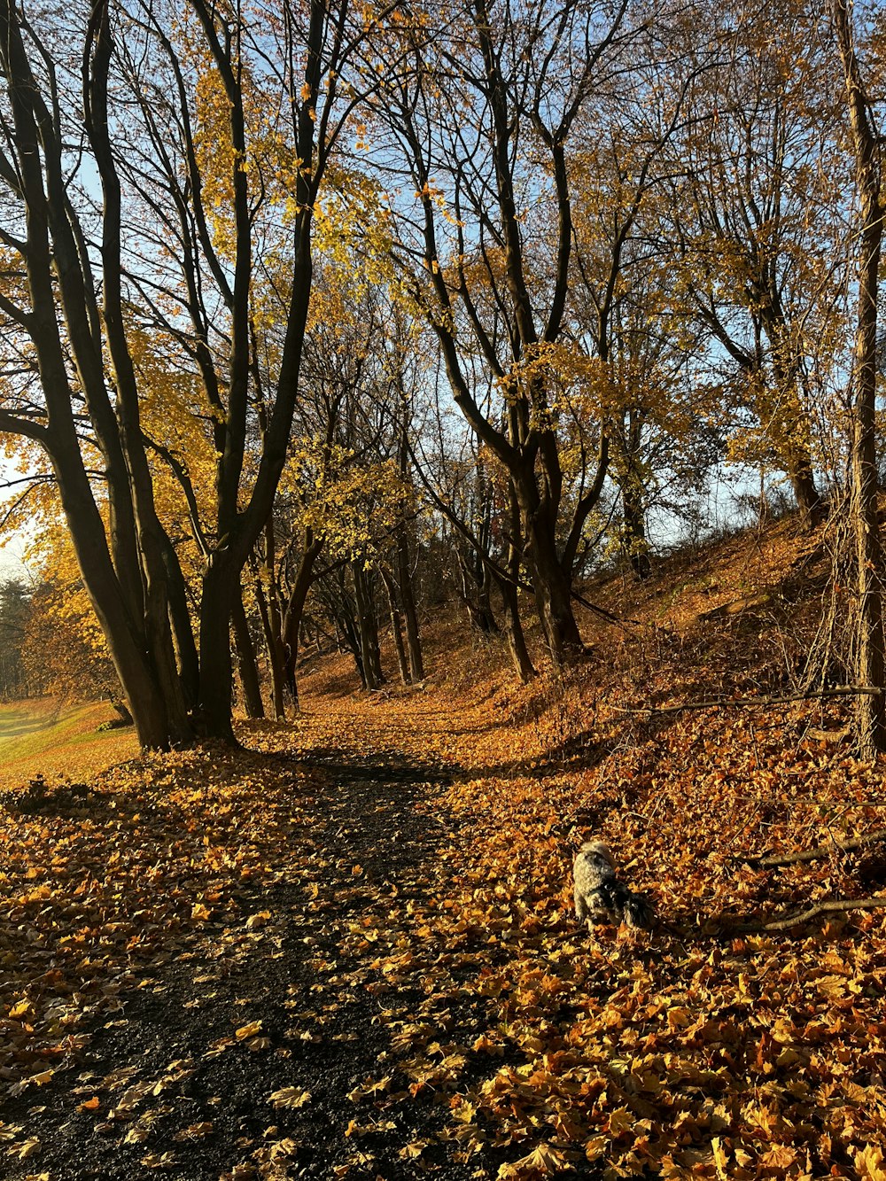 a dog walking through a leaf covered forest