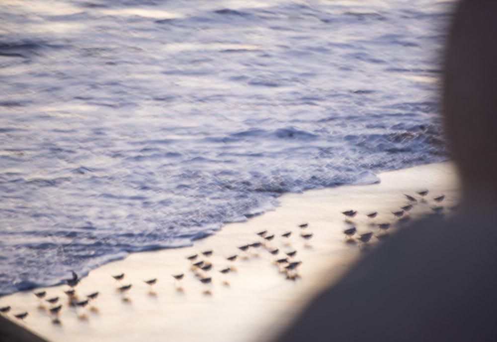 a flock of birds standing on top of a sandy beach