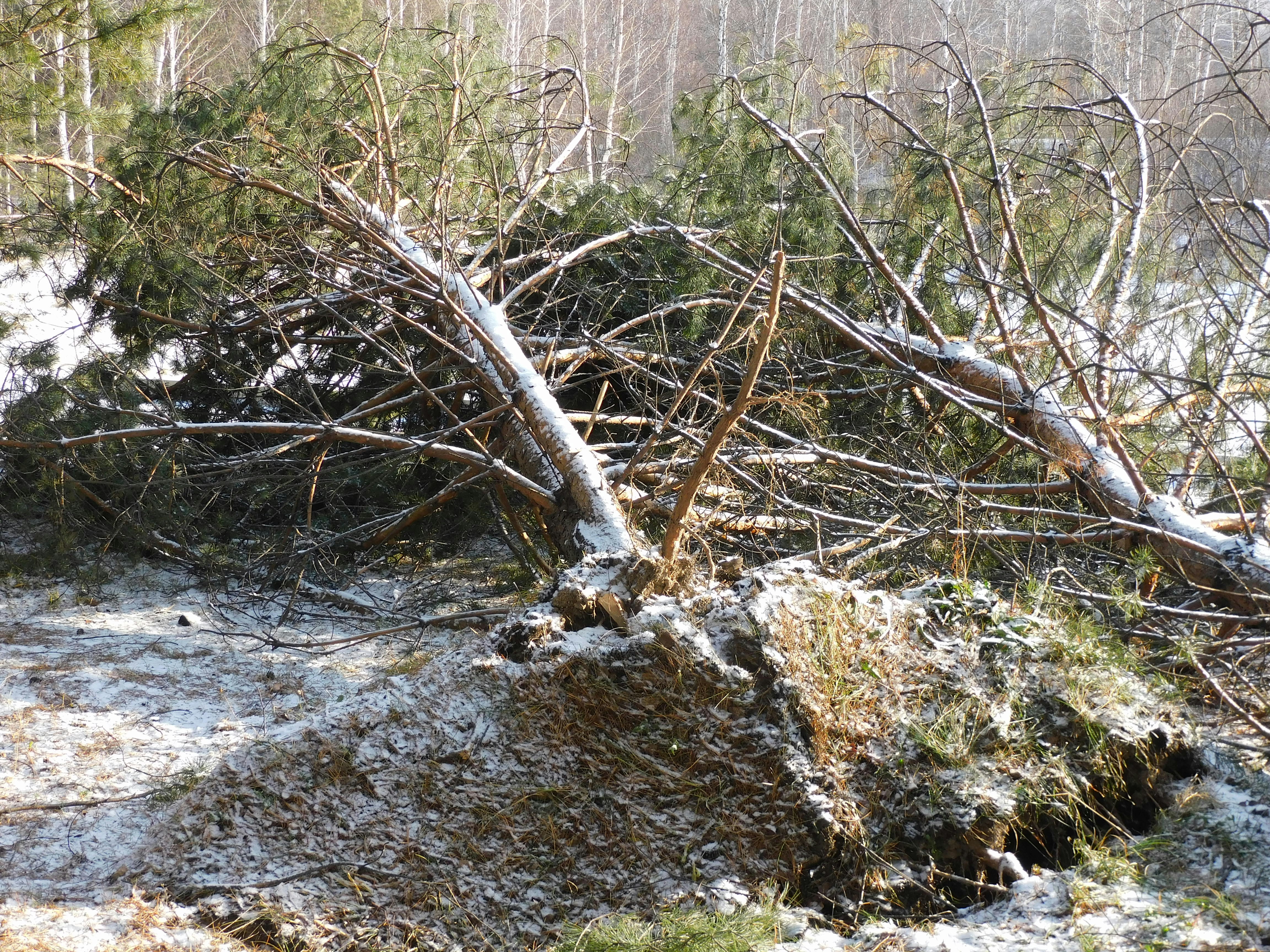 un arbre qui s’est renversé dans la neige