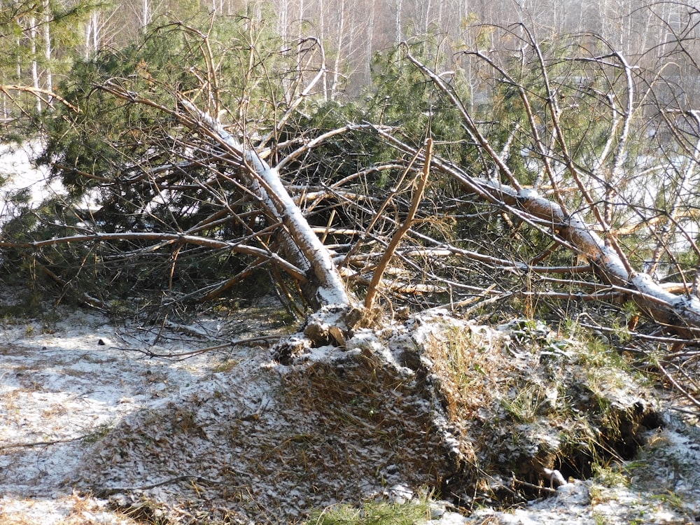 a tree that has fallen over in the snow