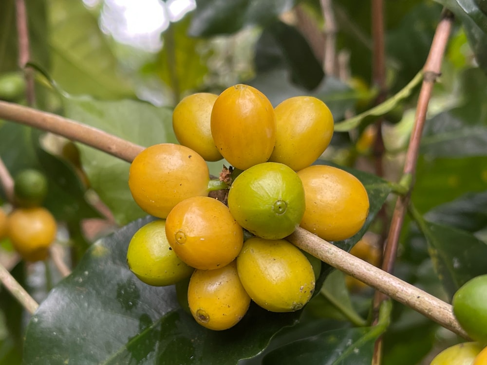 a close up of a bunch of fruit on a tree