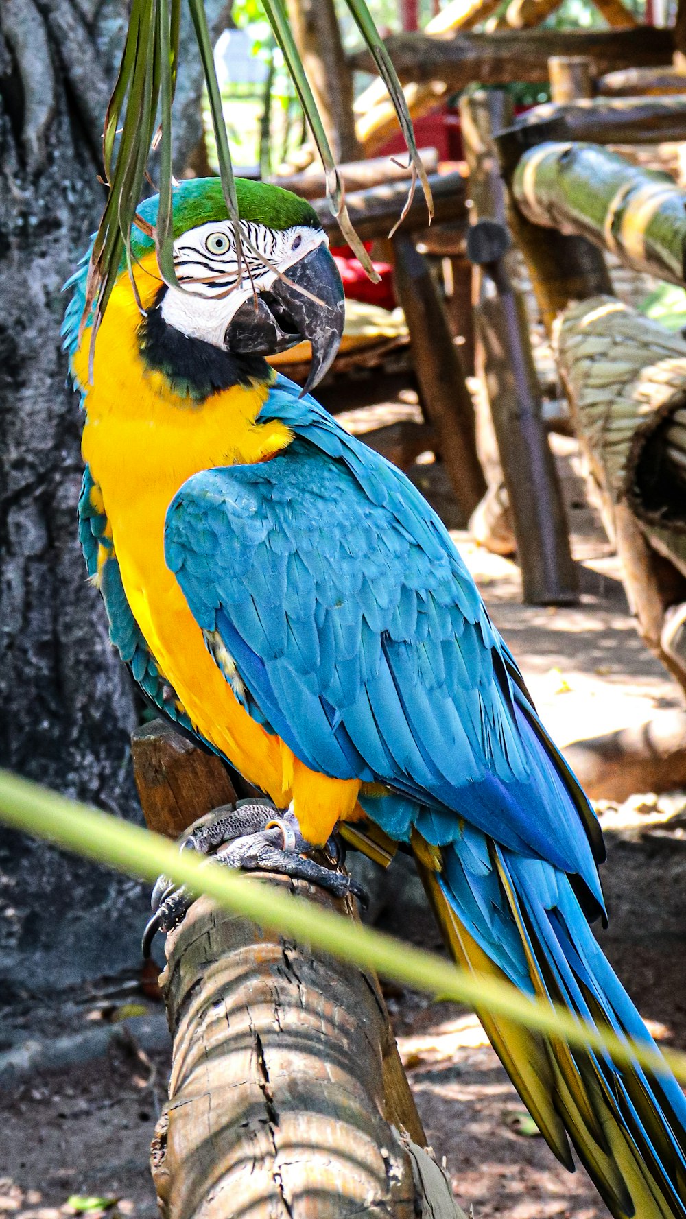 a blue and yellow parrot perched on a tree branch