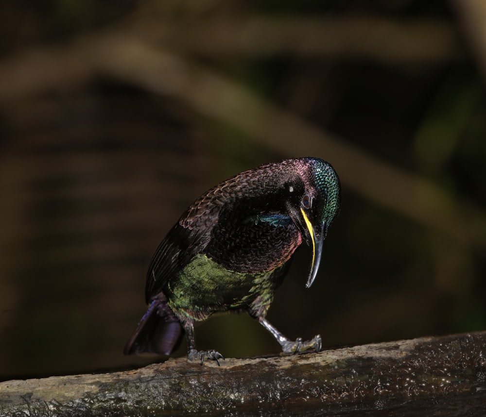 a colorful bird sitting on top of a tree branch