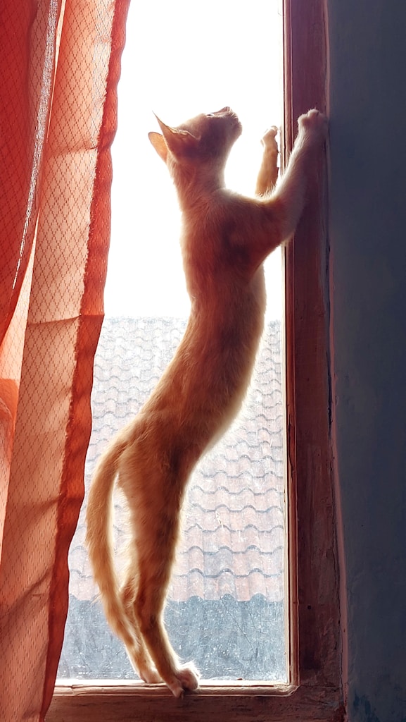 Rascador Compacto Para Gatos