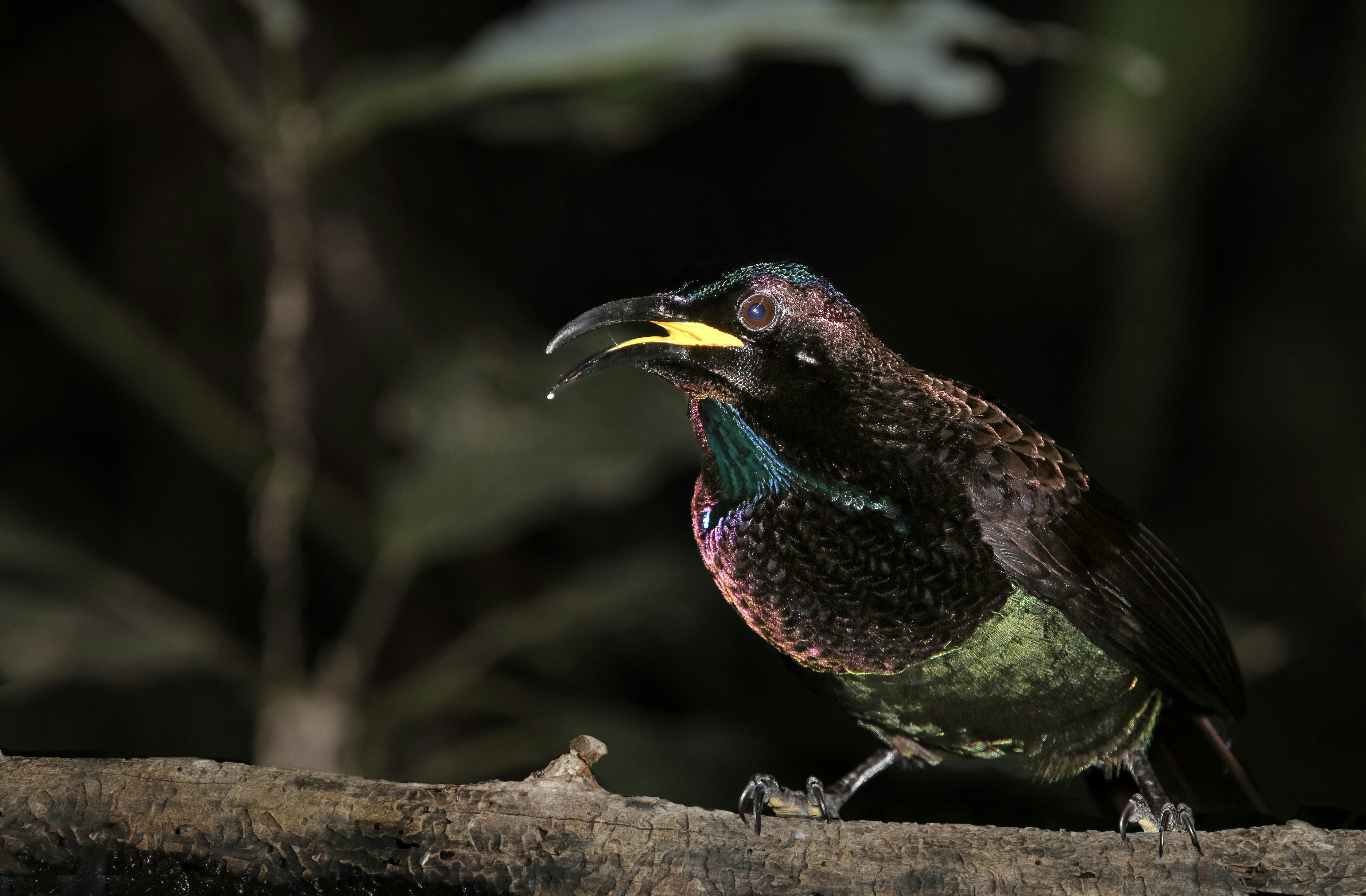 a colorful bird sitting on top of a tree branch