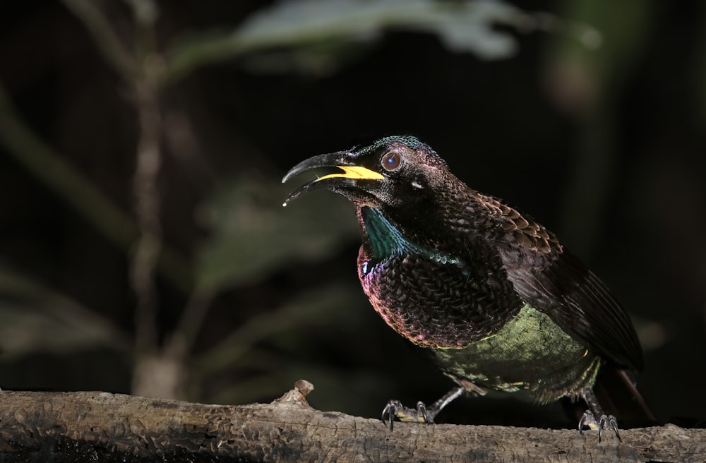 a colorful bird sitting on top of a tree branch