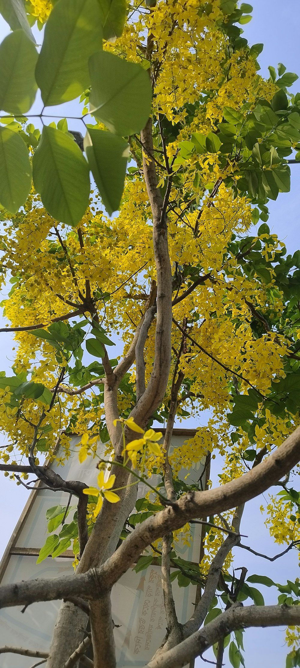 a tree with yellow flowers in front of a building