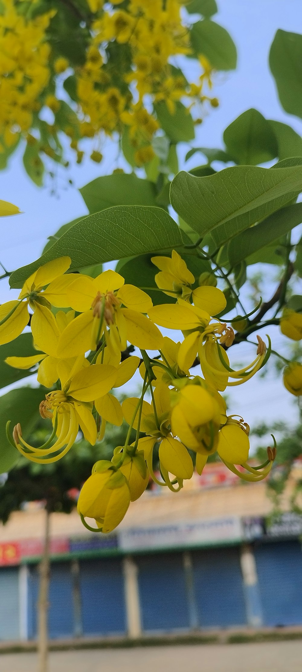 a bunch of yellow flowers hanging from a tree