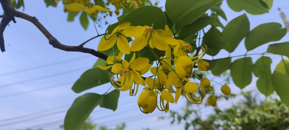 a bunch of yellow flowers hanging from a tree