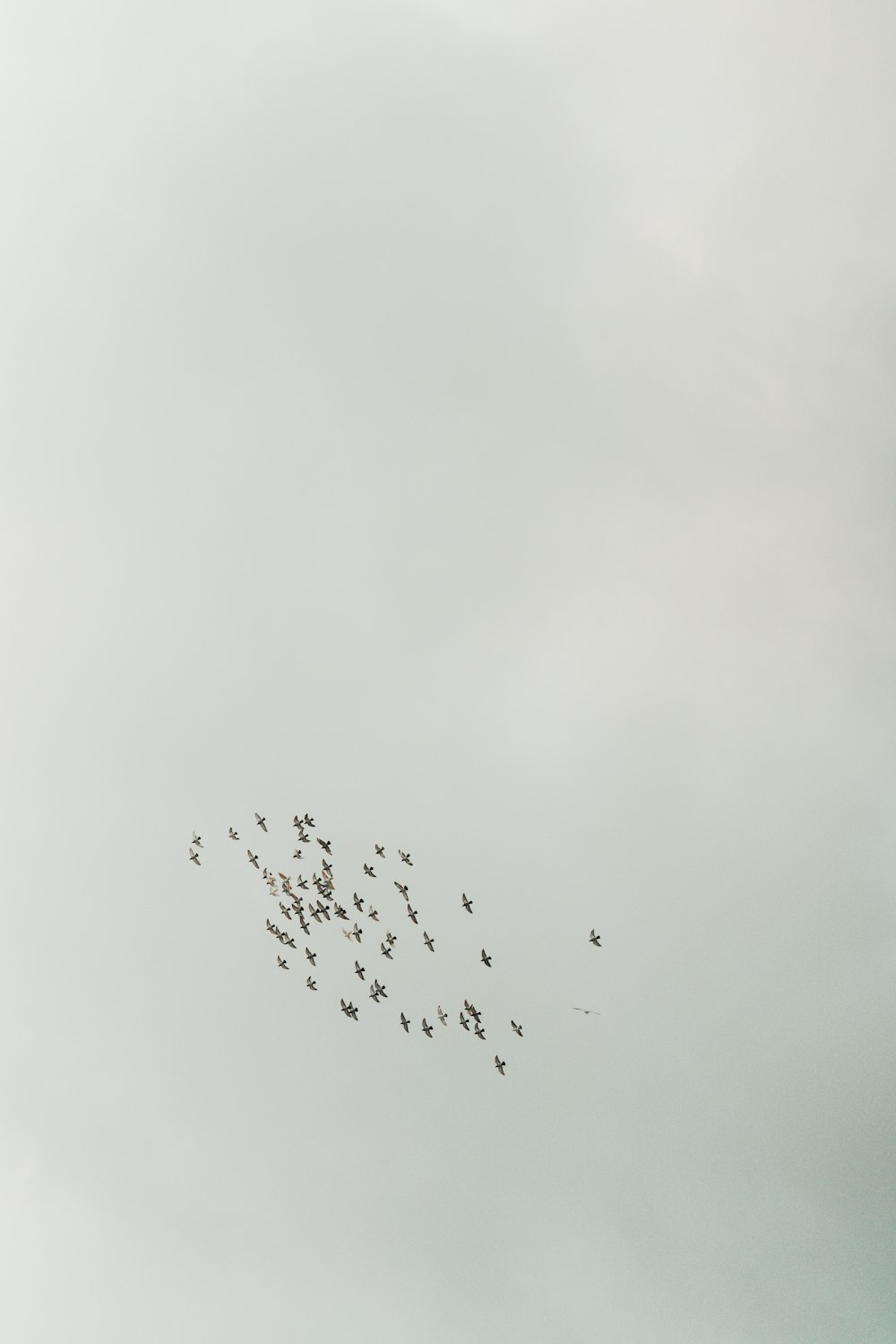 a flock of birds flying through a cloudy sky