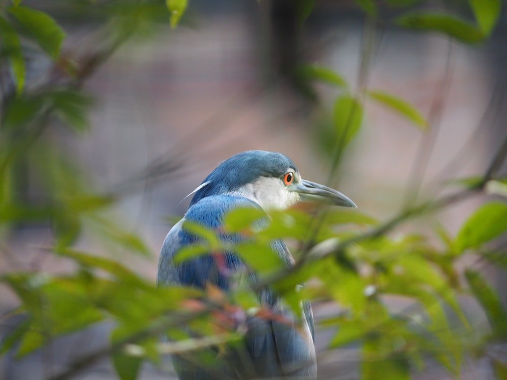 a blue and white bird sitting on top of a tree branch