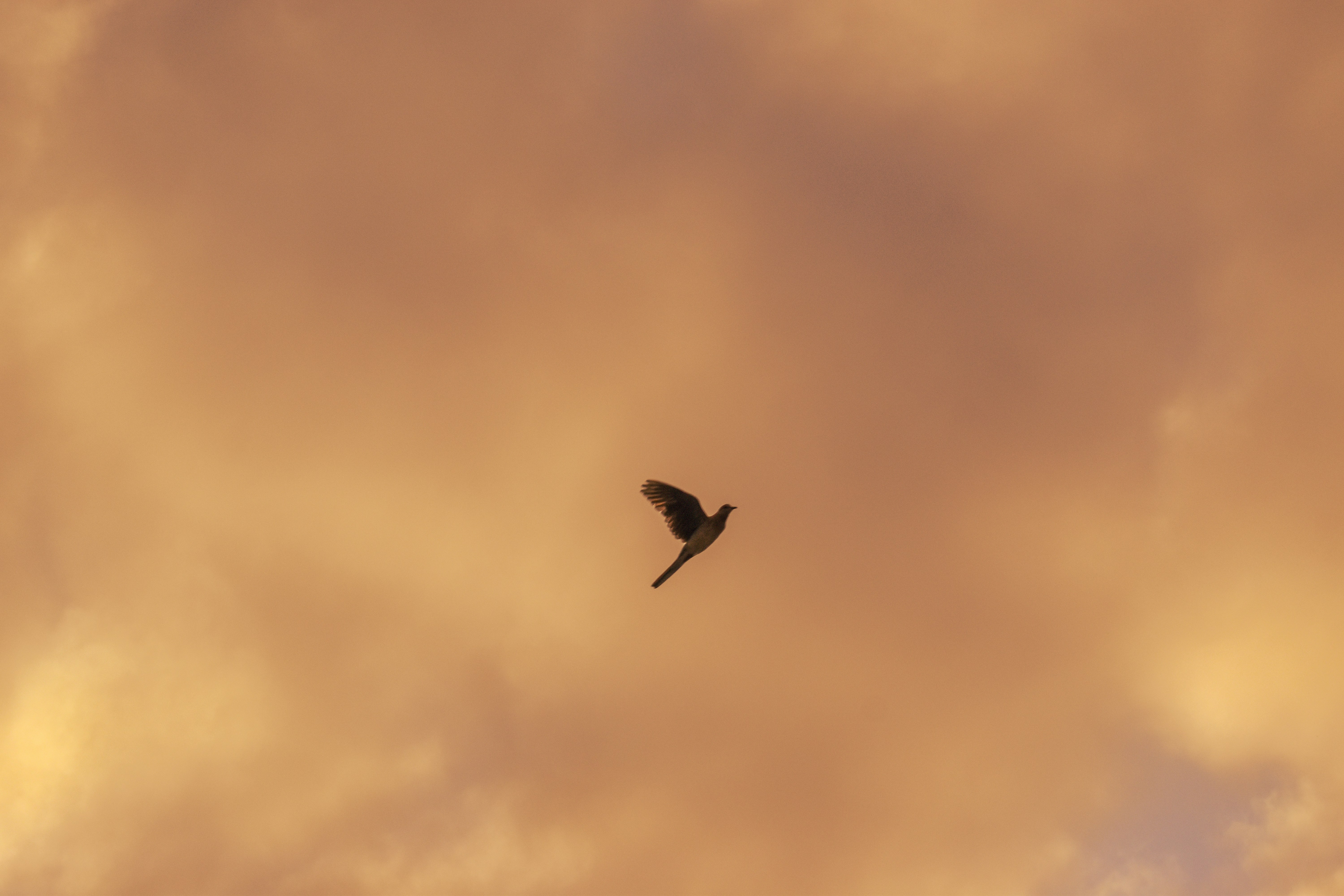 a bird flying through a cloudy sky on a cloudy day