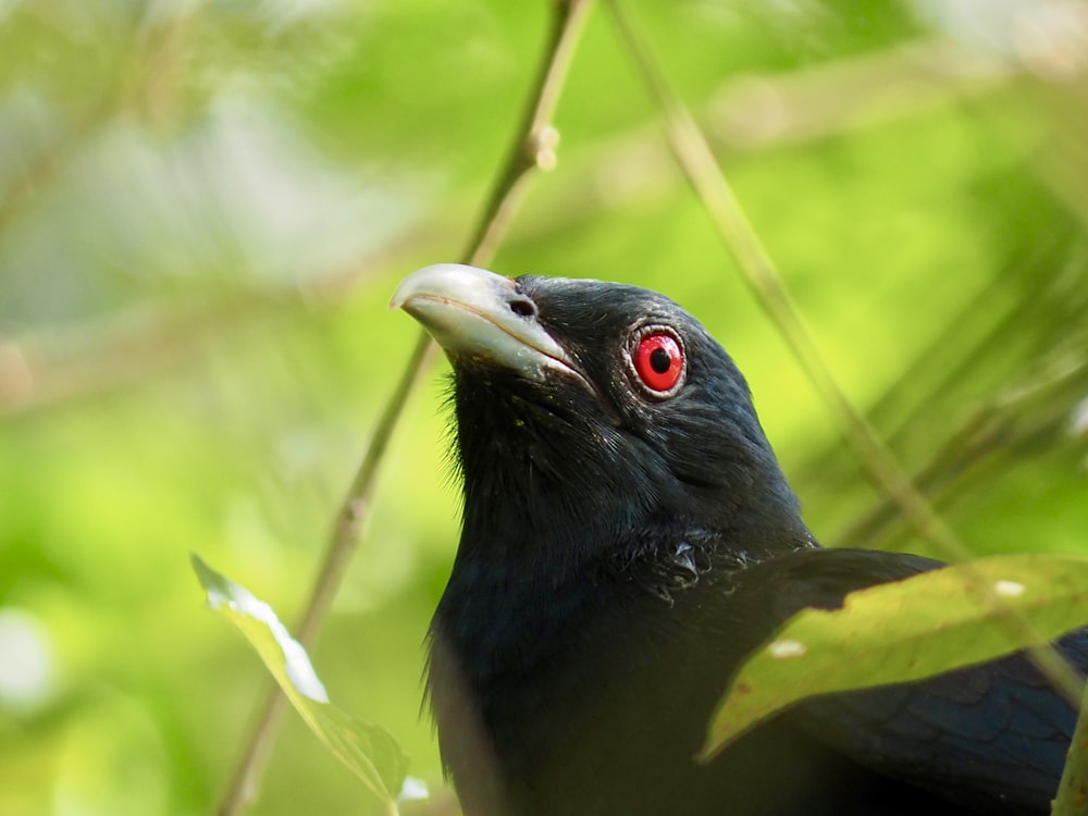 a black bird with red eyes sitting in a tree