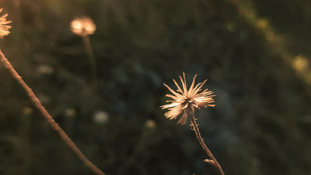 a close up of a flower with a blurry background