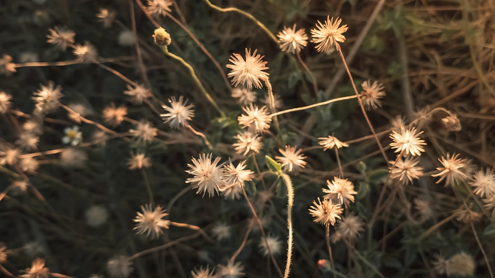 a close up of a bunch of white flowers