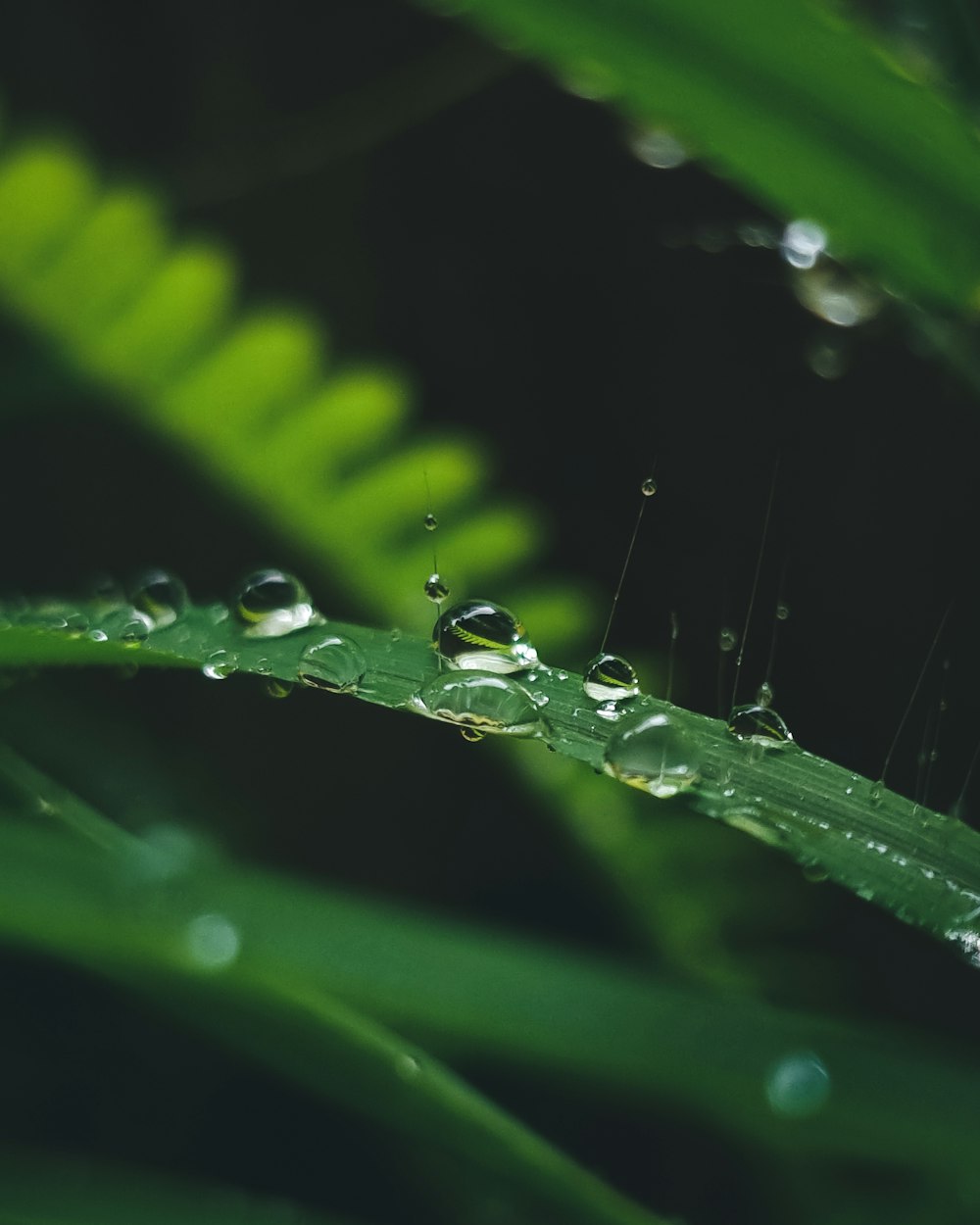 a close up of a green leaf with water drops