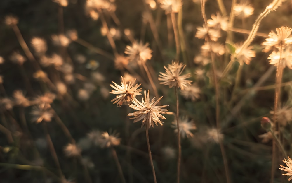 a close up of a bunch of flowers in a field