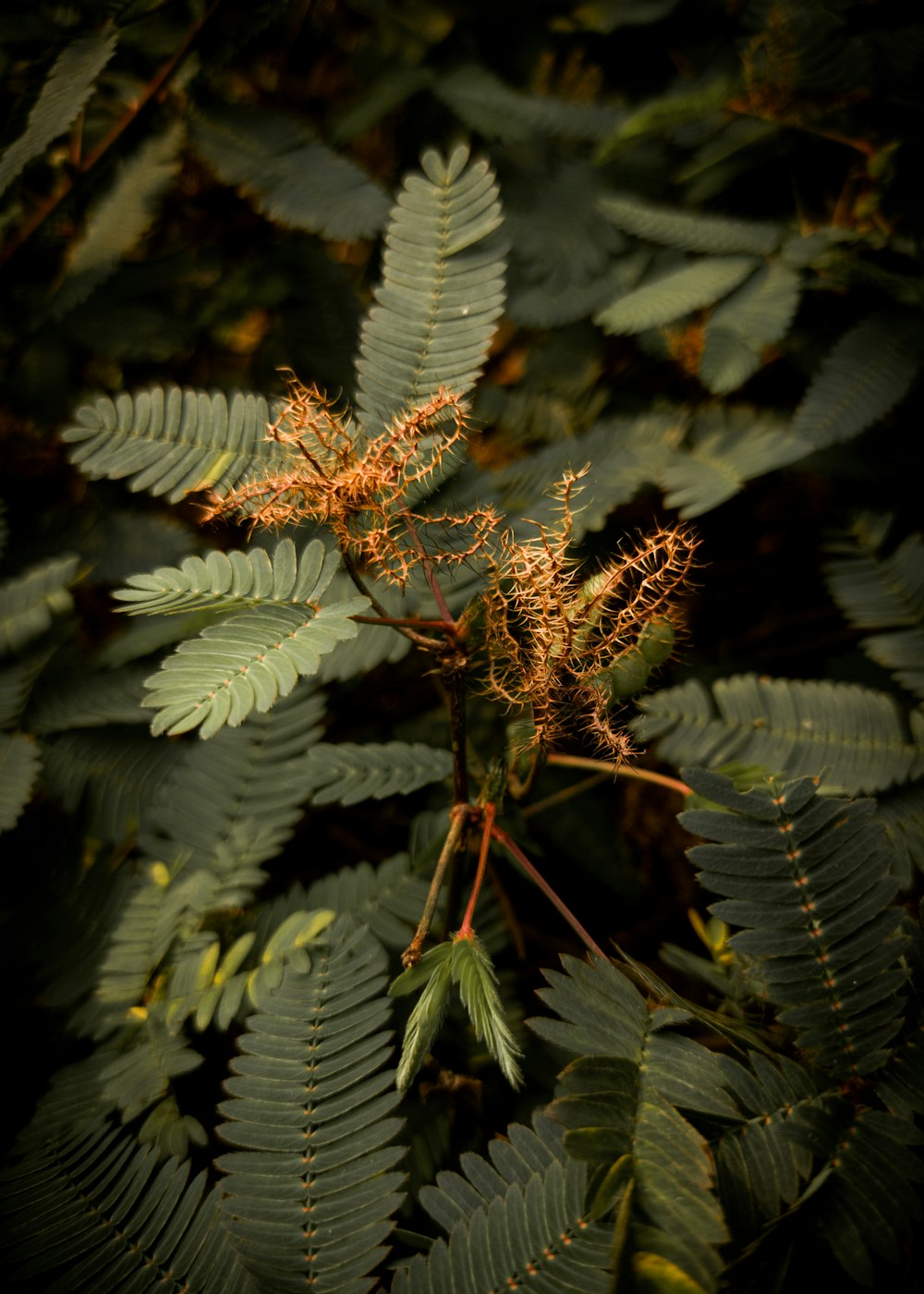 a close up of a plant with lots of leaves