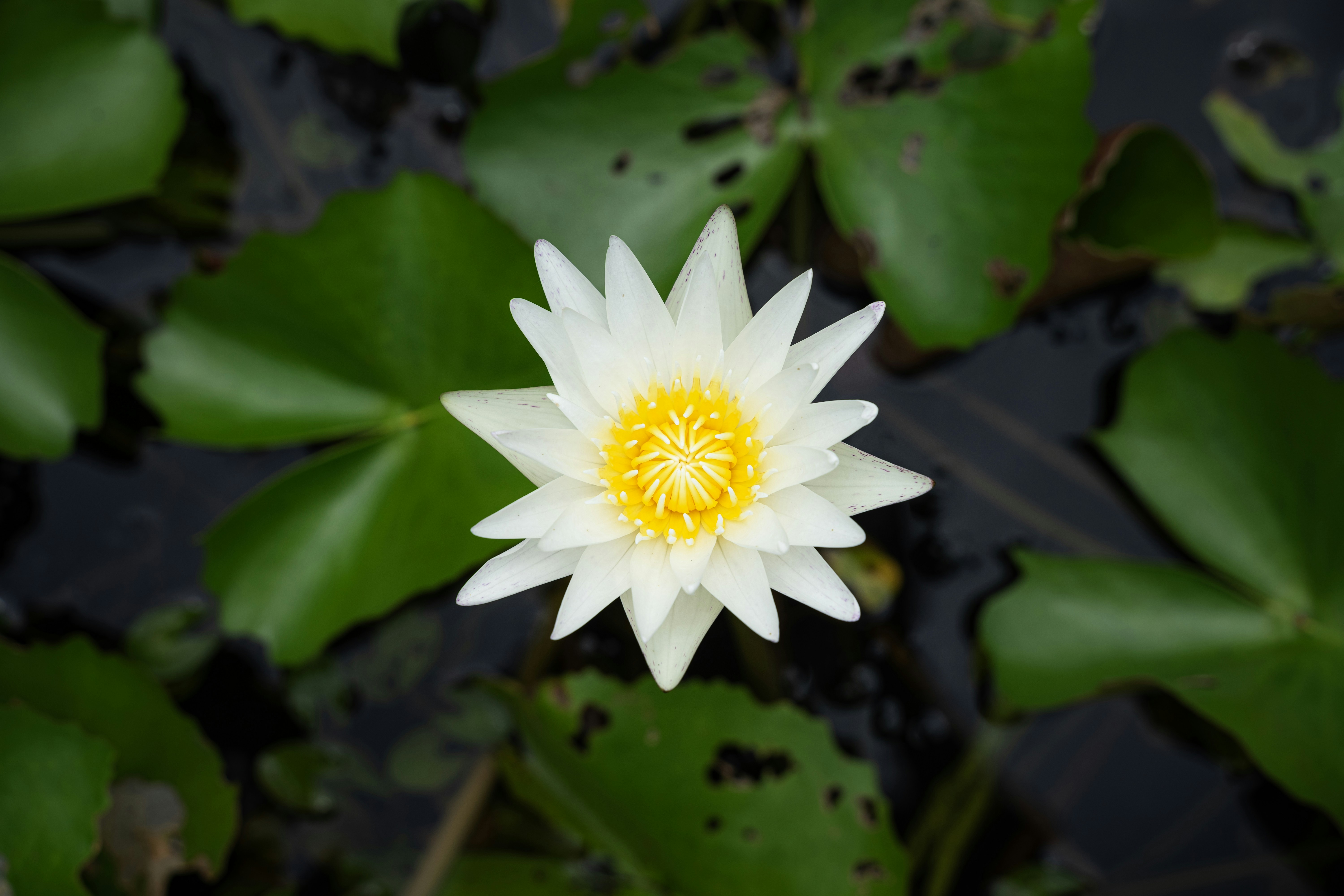 photo 1701402747023 154643367791?crop=entropy&cs=tinysrgb&fit=max&fm=jpg&ixid=M3w1MjQ0NjR8MHwxfHNlYXJjaHwxN3x8TWVkaXRhdGlvbiUyMGdhcmRlbnxlbnwwfDB8fHwxNzQyNjA4NTQ2fDA&ixlib=rb 4.0