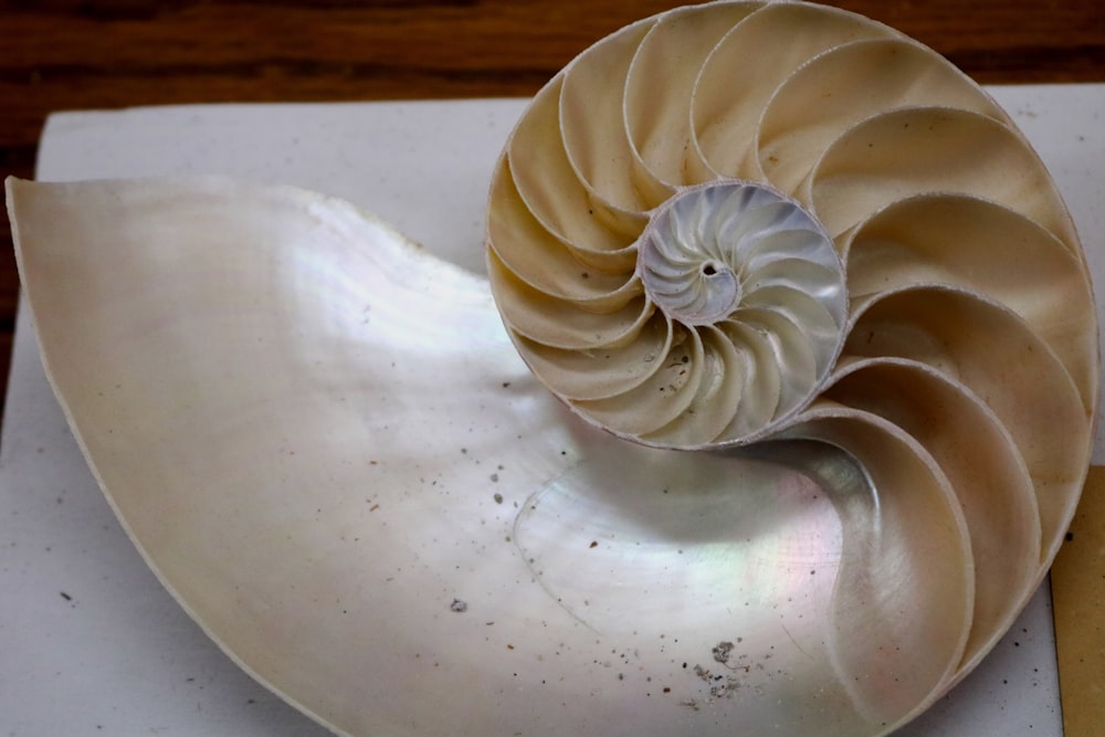 a large nautish shell sitting on top of a white plate