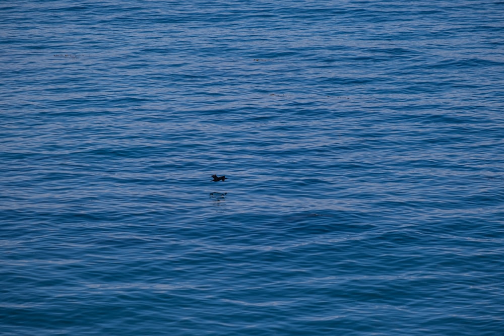 un pato flotando sobre un cuerpo de agua